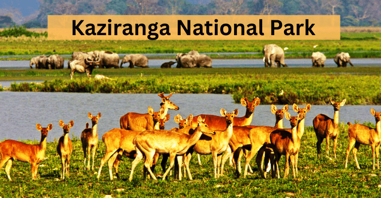 Best National Parks In India | Travolex