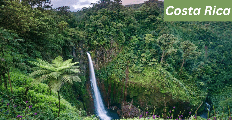 Forest of Costa Rica